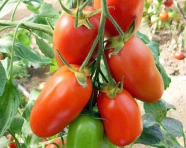 Виды и разновидности томатов