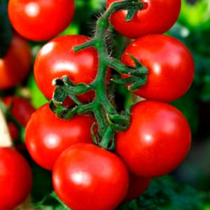 Виды и разновидности томатов