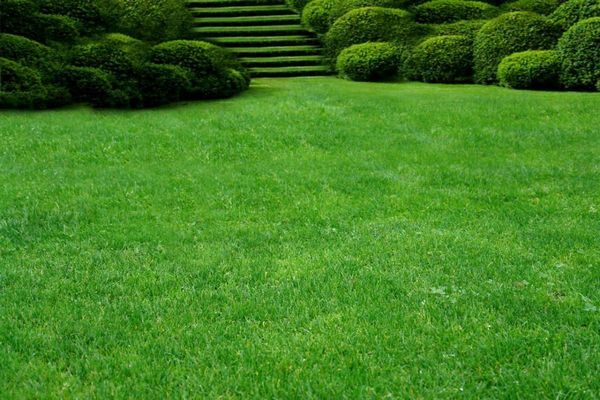 Как правильно выбрать посевной газон