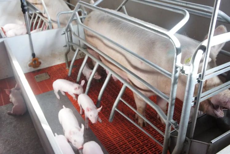Воспроизводство поголовья свиней