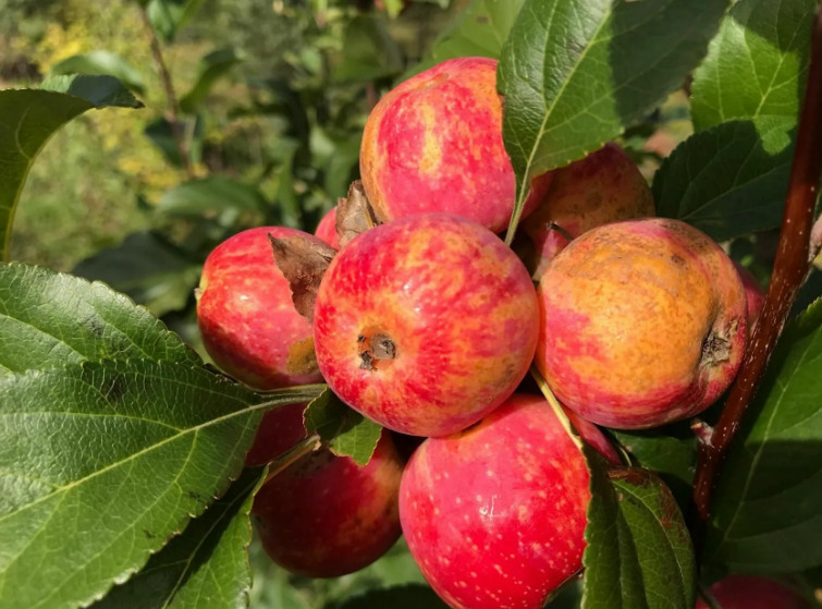 Описание 4 сортов летних яблонь-полукультурок