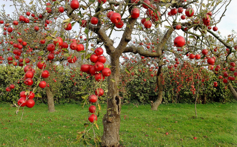 Описание 4 сортов летних яблонь-полукультурок