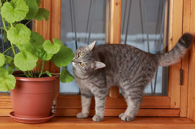 Гиподинамия у кошки: что это такое и как с ней бороться?