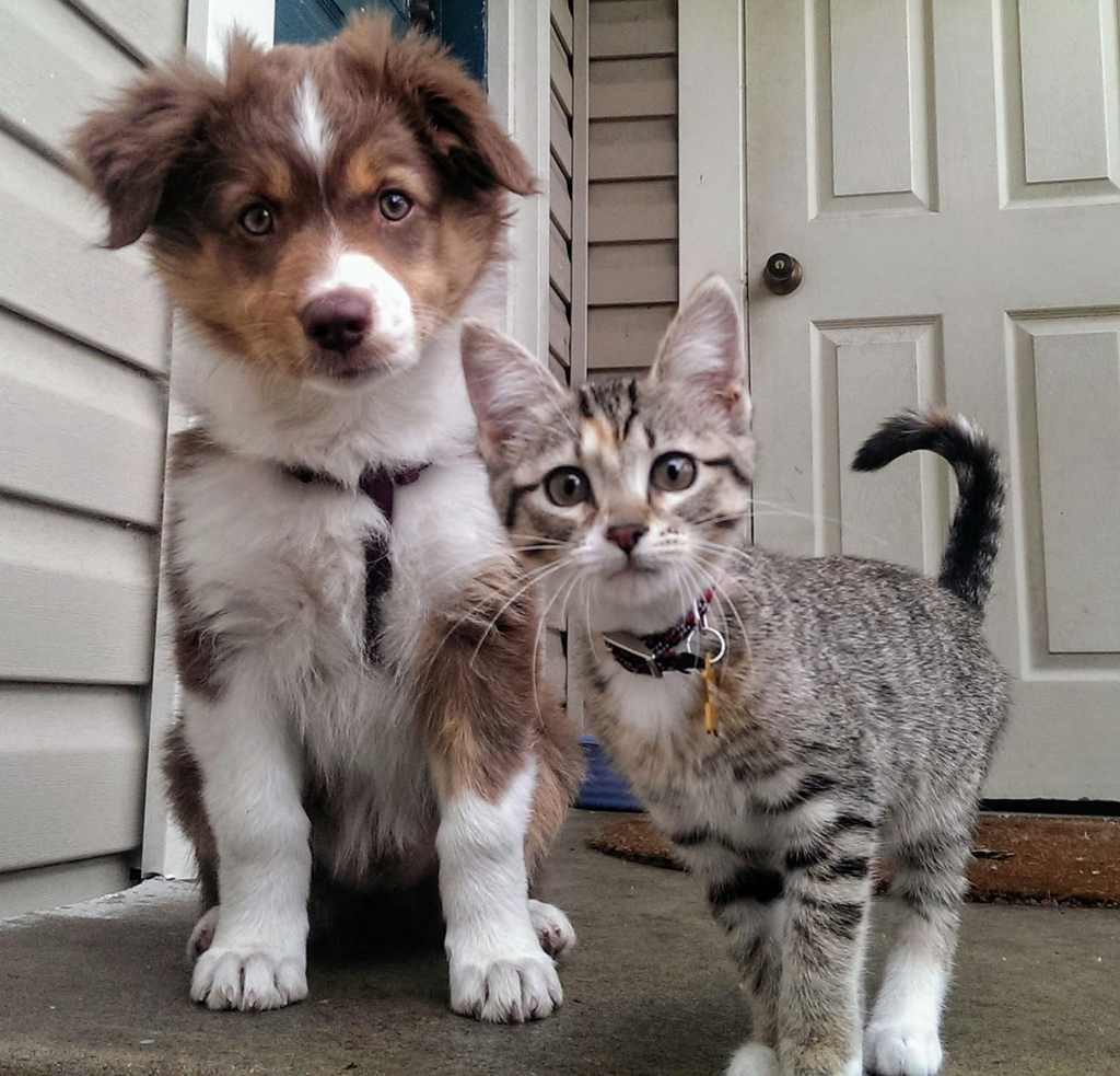 Кого лучше завести дома кота или собаку