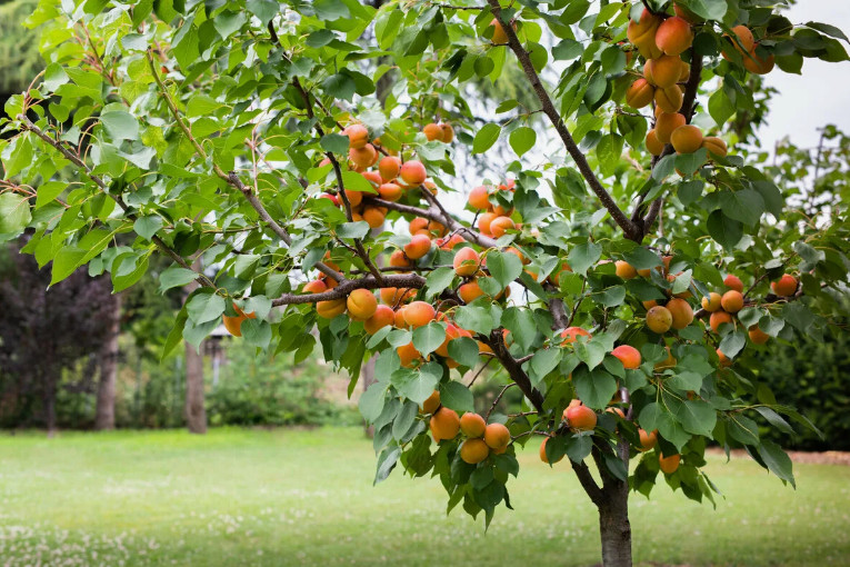 Выращивание абрикоса на дачном участке: идеи и практические советы