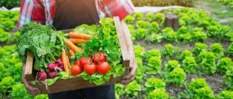 Борьба с вредителями и болезнями овощных культур