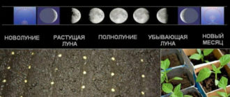Составляем лунный посевной календарь: фазы Луны