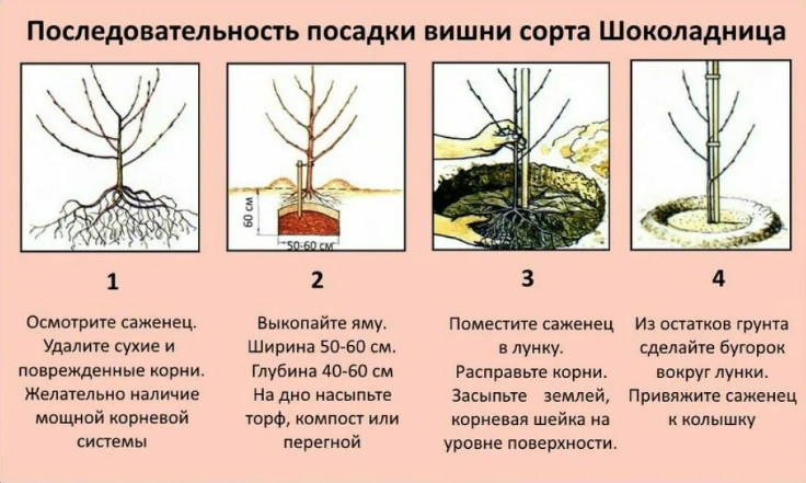 Как выбрать саженец вишни